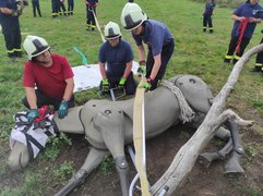 Technische Großtierrettung – sicher und tierschonend retten Technische Großtierrettung – sicher und tierschonend retten